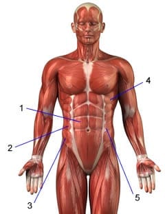 anatomia del abdomen