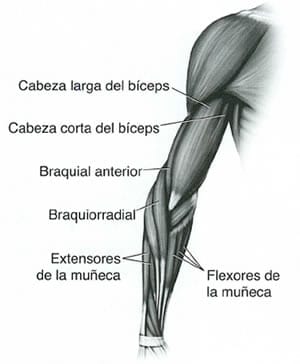 anatomia biceps