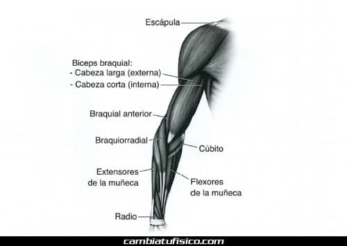 Anatomía del bíceps