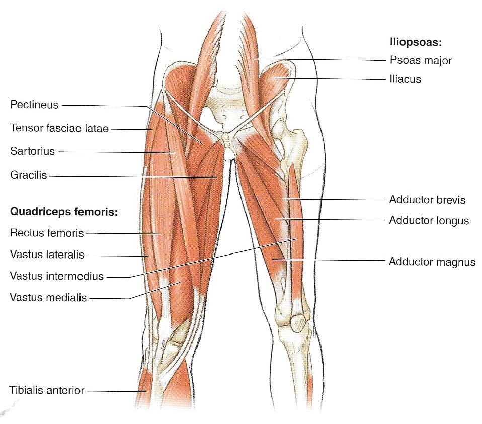 Anatomía de la cadera