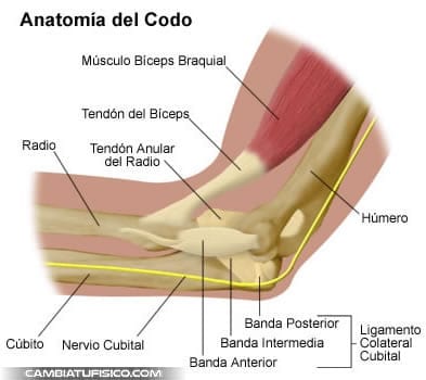 anatomia-codo