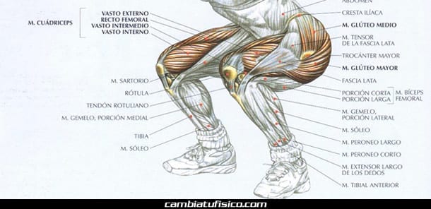 Anatomía del cuádriceps