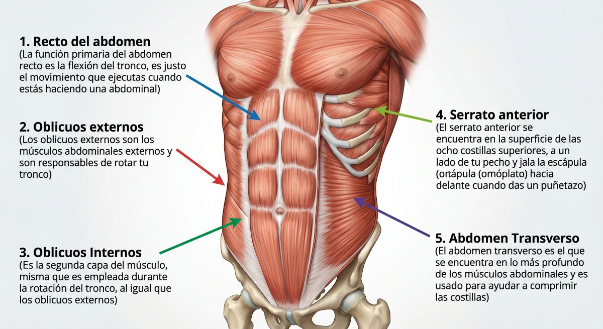 anatomia del abdomen