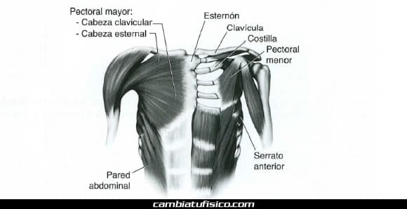 Anatomía del Pecho