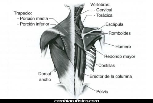 Anatomía de la espalda