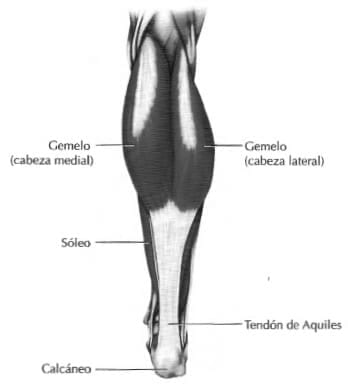 Anatomía del gemelo