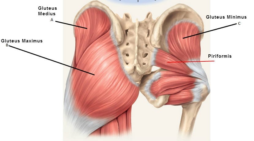 Anatomía del gluteo