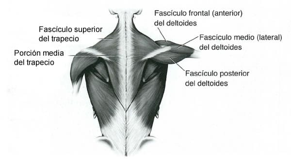 anatomia-hombro