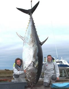 Atún gigante