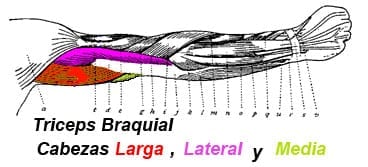 Cabezas del Tríceps