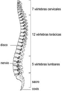 Columna vertebral