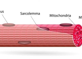 Fibras musculares