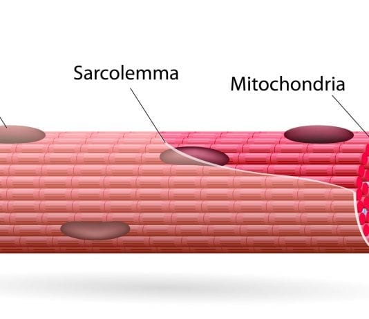 Fibras musculares