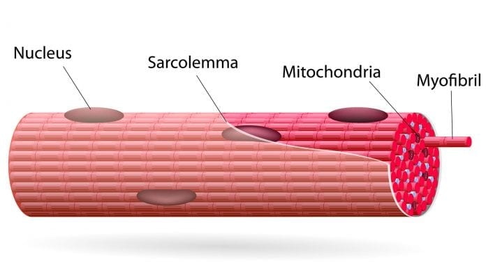 Fibras musculares