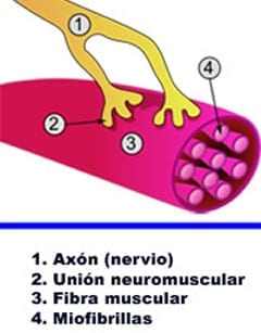 fibras musculares
