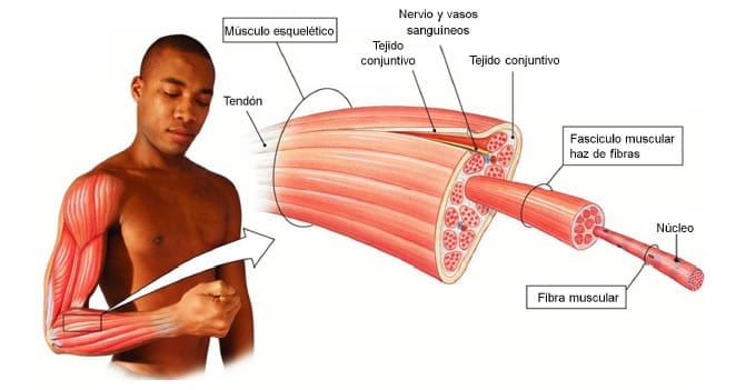 Fibras musculares