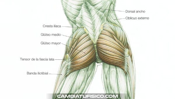 Anatomía del glúteo