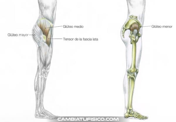 Anatomía de los glúteos