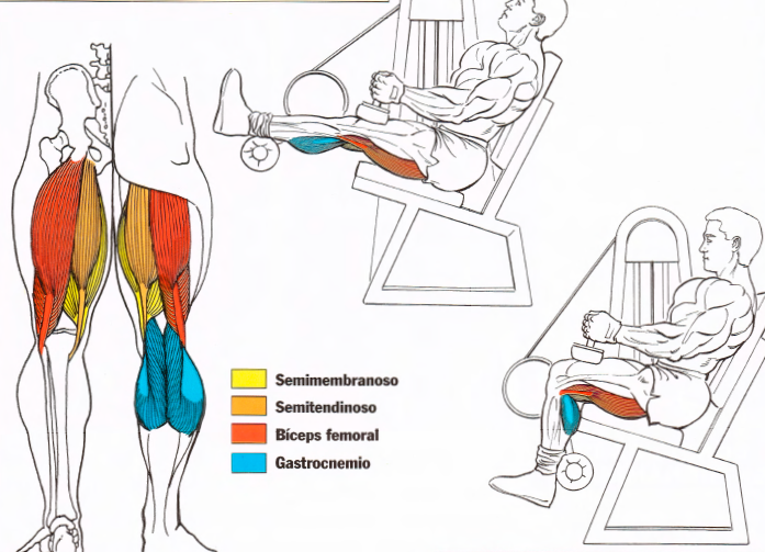 Músculos femoral sentado