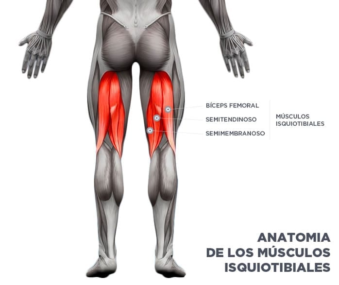 Músculos Isquiotibiales