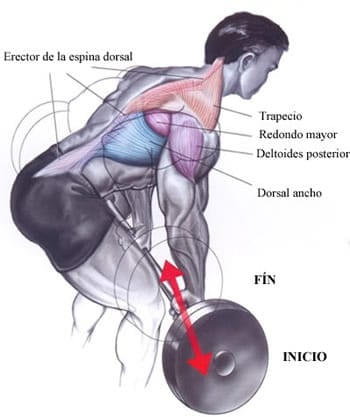 Remo a una mano en multipower - Entrenamientos y ejercicios