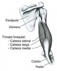 rutinas triceps