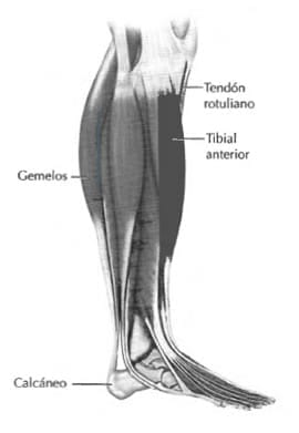 Anatomía de la tibia